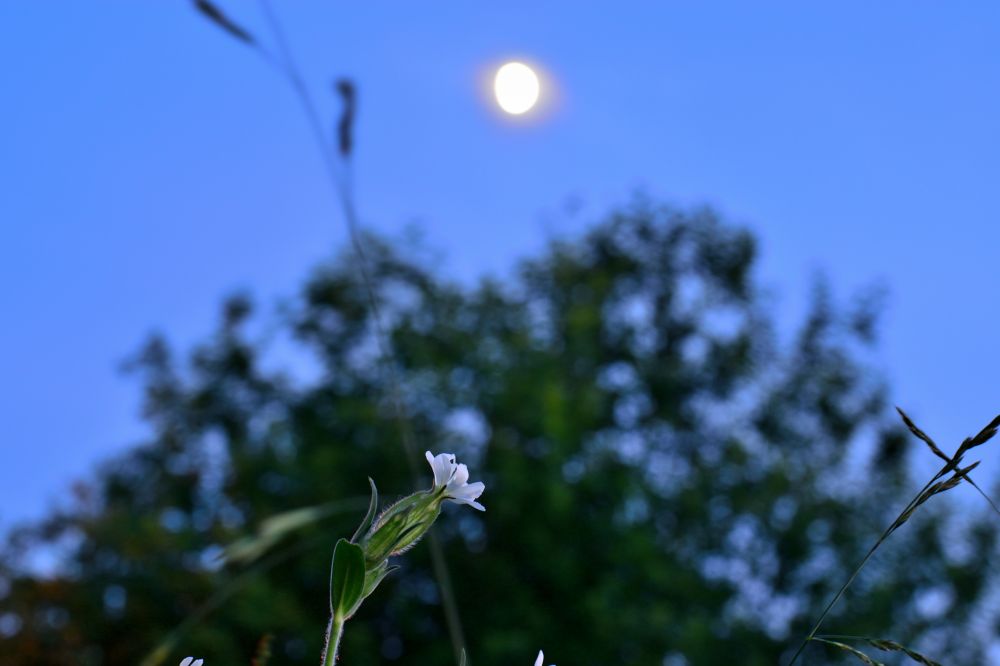 Цветы. Луна. Летний вечер. 20.06.21