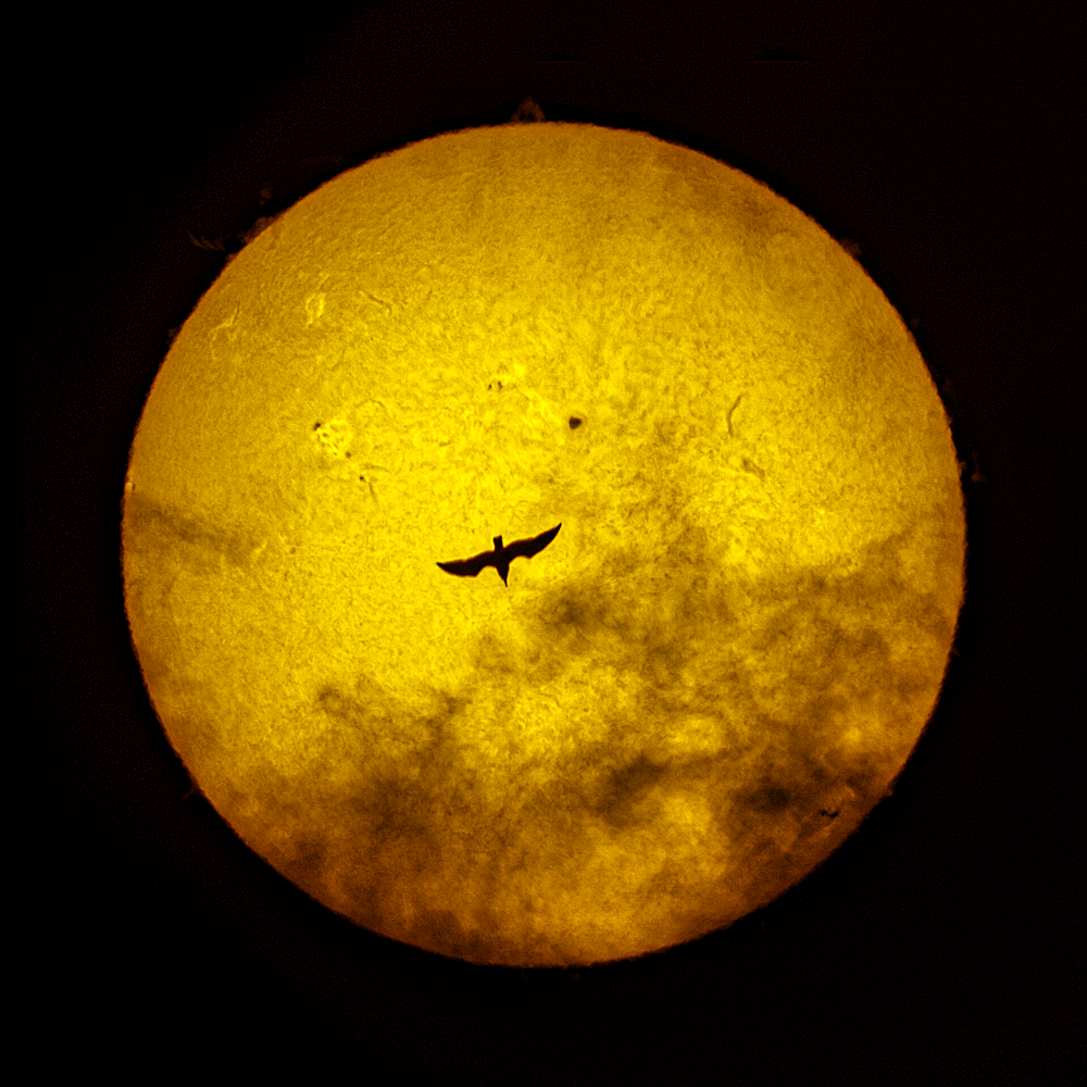 Пролёт птицы по диску Солнца от 17.07.2023