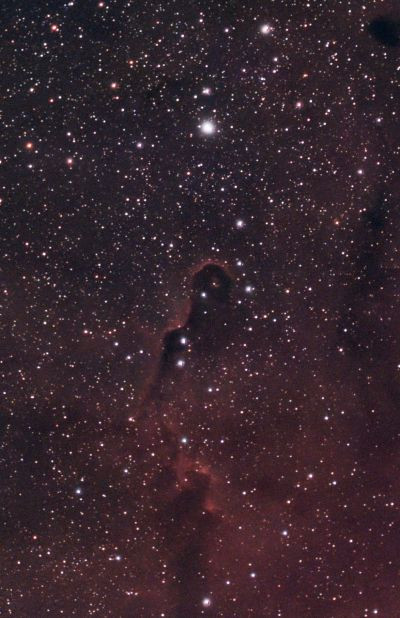 Elephant nebulosa