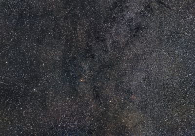 Хобот слона