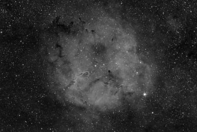 ELEPHANT TRUNK IN Ha