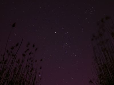 ачивка: вы открыли сливовый цвет