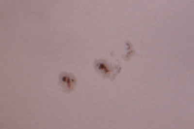 Солнце 20.07.2016