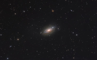 M63 sunflower