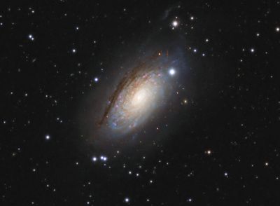 M63 Sunflower