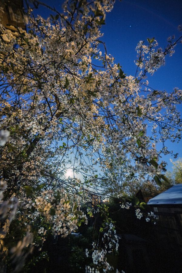 Moon & Cherry blossom - астрофотография