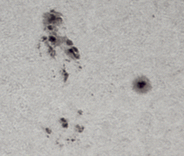 Sunspot groups 4409 and 4408 - Astrophotography
