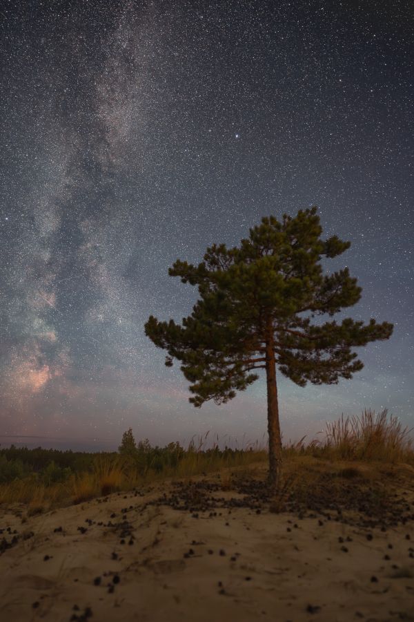 The lonely pine - астрофотография