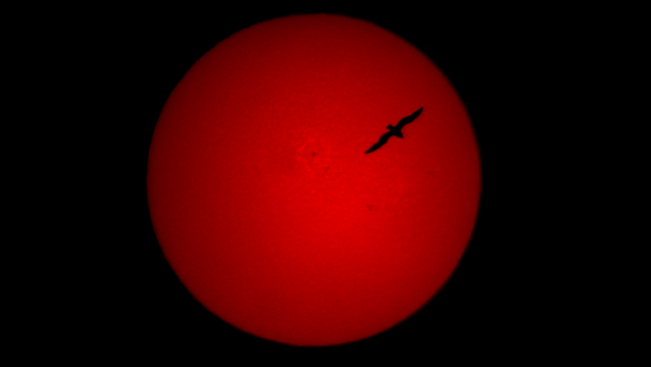Солнце в H-Alpha 12.05.2019 - астрофотография