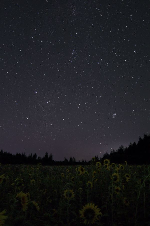 Stars and sunflowers - Astrophotography