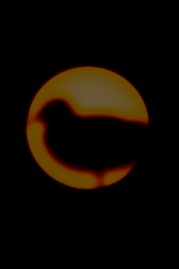 A Seagull Against the Sun - Astrophotography