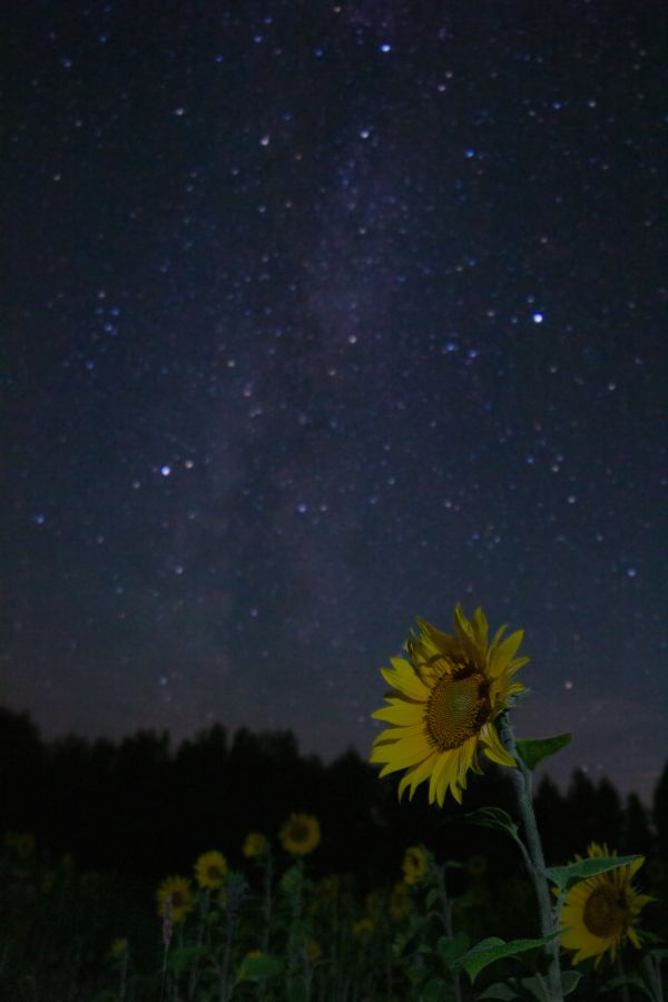 Sunflowers against a background of stars - Astrophotography