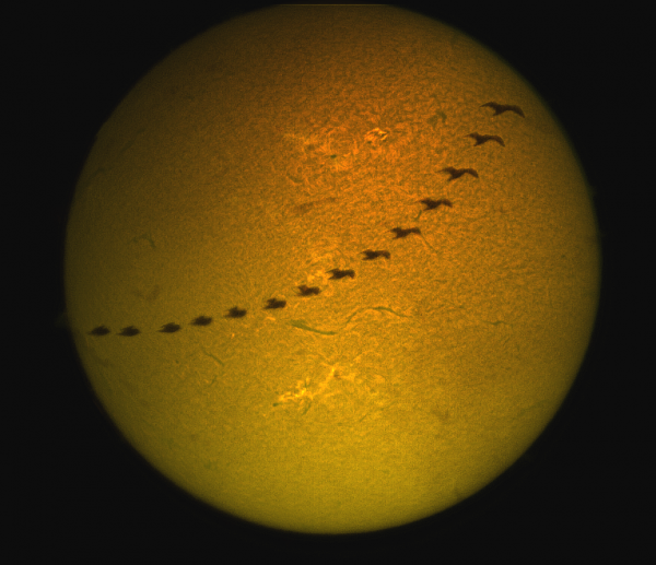 A bird flying against the background of the Sun's disk - Astrophotography