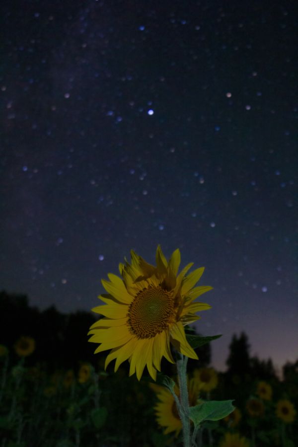 Sunflowers against a background of stars - Astrophotography