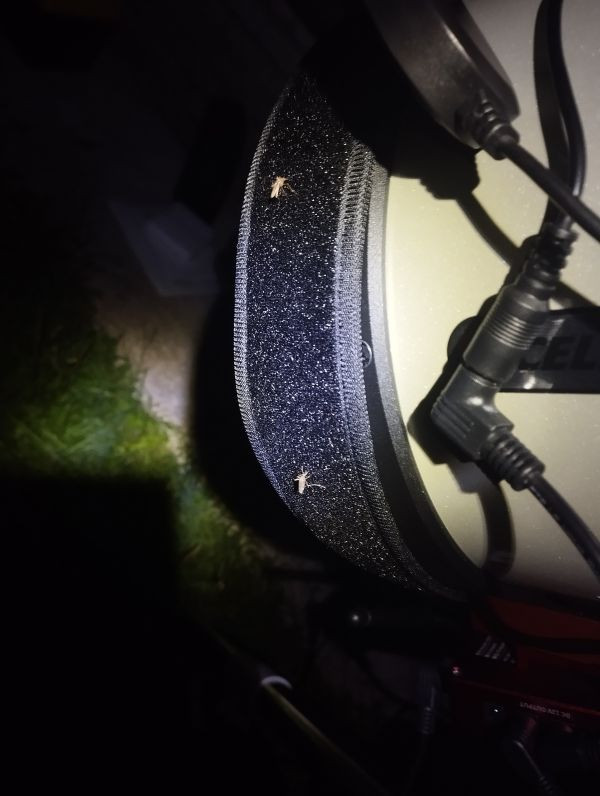 Mosquitoes bite a heating pad. - Astrophotography