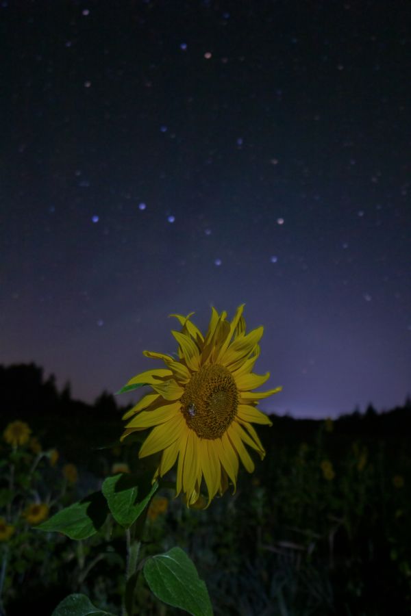 Sunflowers against a background of stars - Astrophotography