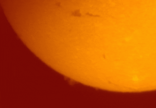 Чайка на фоне Солнца в h-alpha - астрофотография
