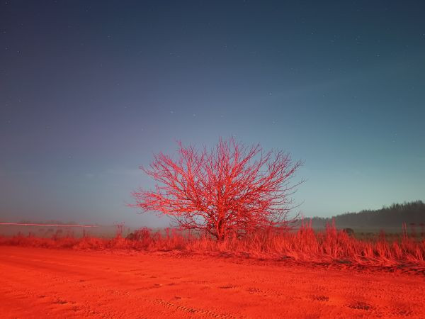 Martian tree - Astrophotography