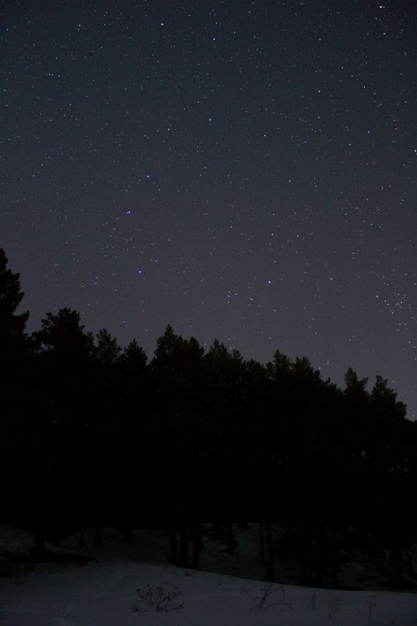 Лес под звёздным небом - астрофотография