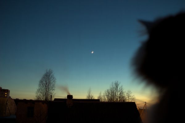 the Moon, the Cat and the Ugly mosquito net - астрофотография