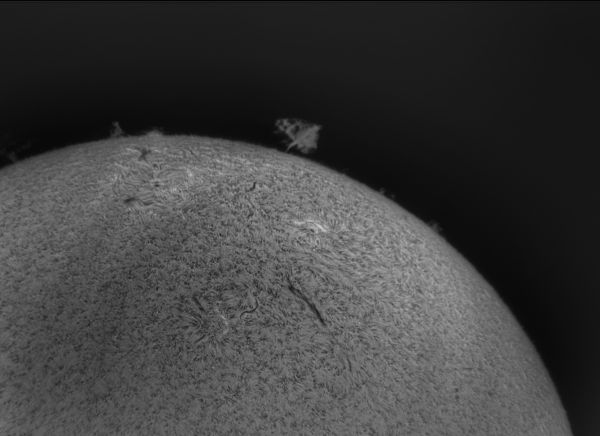Дерево на Солнце 04.06.2022 - астрофотография