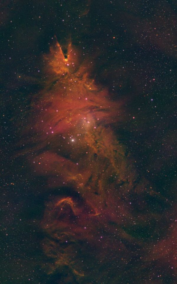 NGC 2264 Christmas Tree Cluster on Christmas Night - Astrophotography